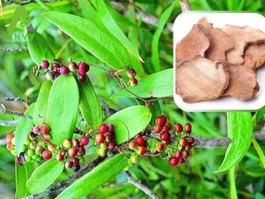 Mách bạn 5 loại thảo dược giúp hạ Axit Uric hiệu quả an toàn