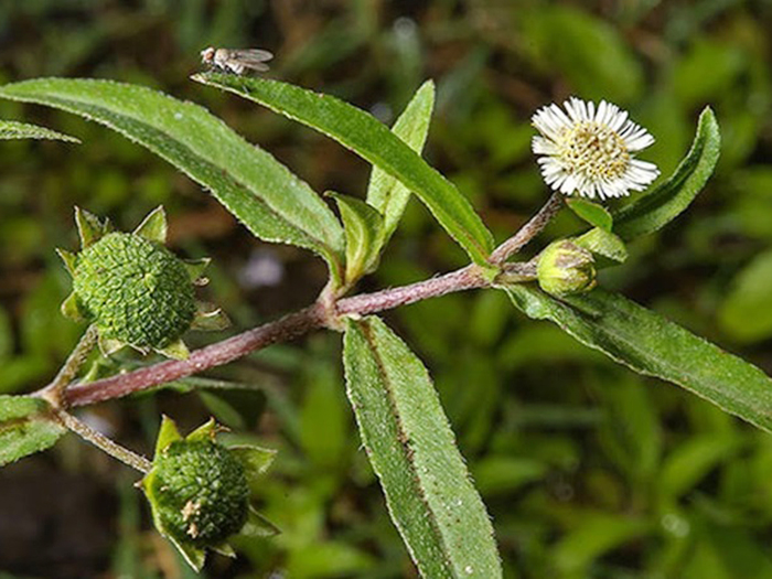 Mách bạn 5 loại thảo dược giúp hạ Axit Uric hiệu quả an toàn