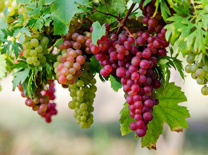 Top 7 loại quả phổ biến làm tăng axit uric mà bạn không ngờ tới