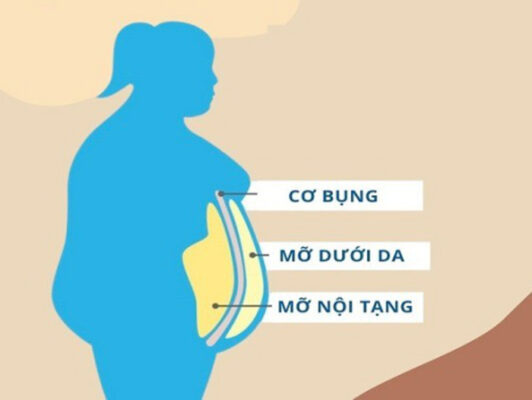 Mỡ Nội Tạng và Mỡ Dưới Da là gì? Cách phân biệt & giảm mỡ hiệu quả